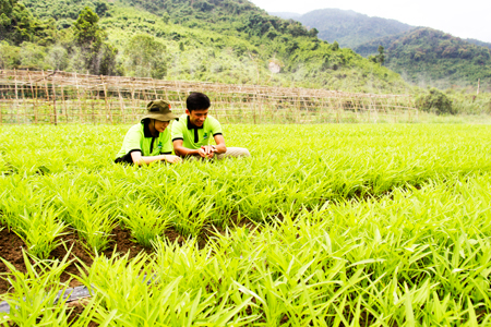 Kiểm tra sinh trưởng của rau muống trồng theo phương pháp hữu cơ