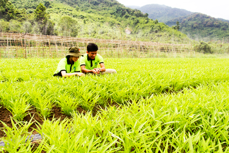 Khởi nghiệp từ rau sạch