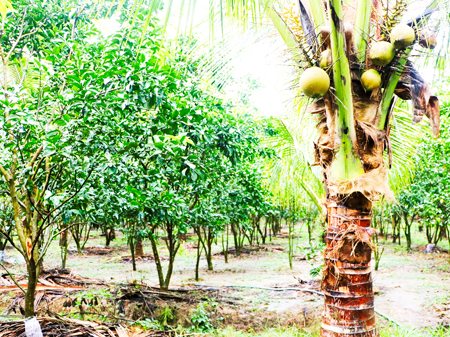 Trồng cam xen dừa: Mô hình hiệu quả