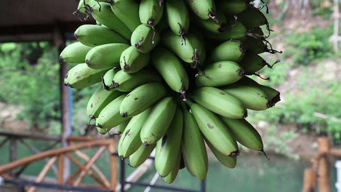 Chuối xanh giúp giảm nguy cơ mắc bệnh tiểu đường