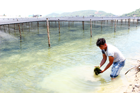 Nhân rộng diện tích rong nho