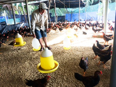 Nuôi gà làm giàu