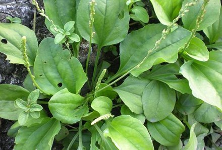 Chữa hoa mắt, chóng mặt cực hay nhờ mã đề