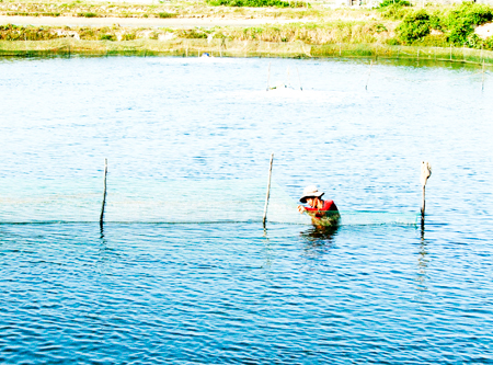 Ninh Hòa: Người dân cần cẩn trọng khi nuôi ốc hương