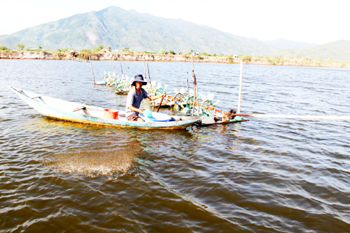 Tìm giải pháp nâng cao chất lượng tôm giống