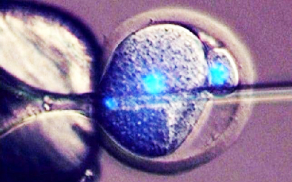 Có thể sinh con không cần trứng của mẹ