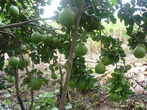 Xã Giang Ly: Tăng cường chuyển đổi cây trồng, vật nuôi