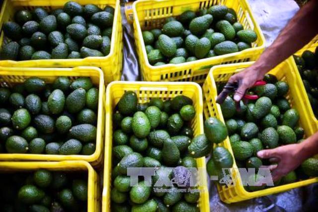 Mexico phát minh nhựa sinh học từ hạt quả bơ