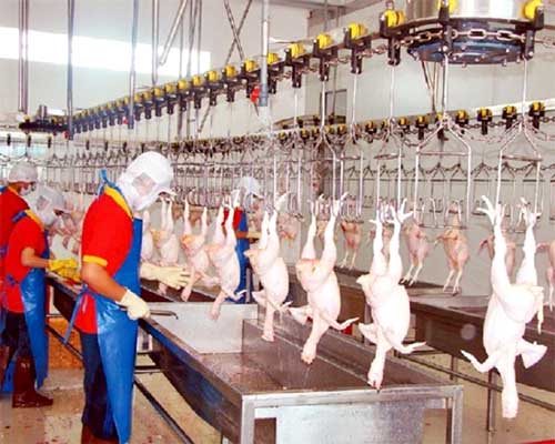 Sớm quy hoạch, đưa vào hoạt động cơ sở giết mổ gia súc gia cầm tập trung