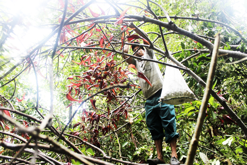 Cạn kiệt nguồn dược liệu