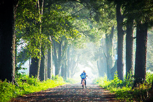 Dạo chơi với thông xanh