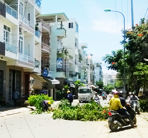 Nỗi lo cây xanh bật gốc bất thường