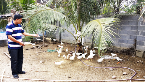 Người nhân giống gà rừng bạch tạng