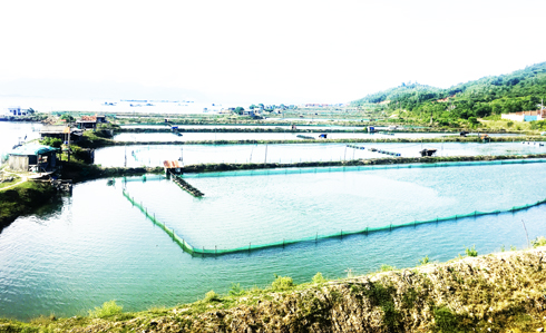 Quy định tạm thời đối với các vùng nuôi, trồng thủy sản