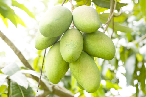 Trái xoài trong dân gian