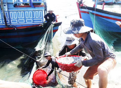 Vụ cá cơm đến muộn