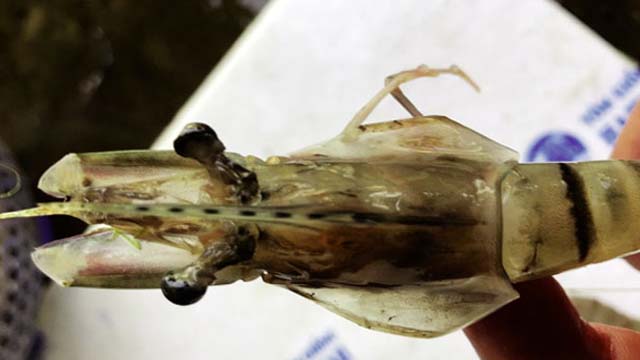 Bệnh mới trên tôm