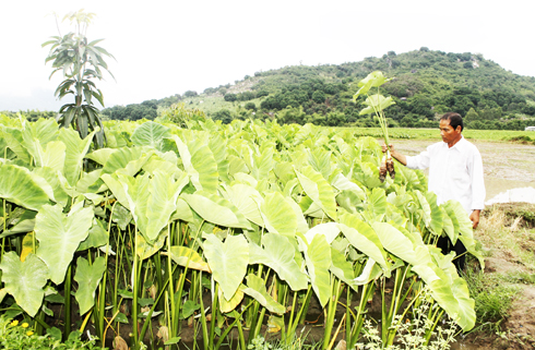 Cam Lâm: Vụ khoai sáp thất bát