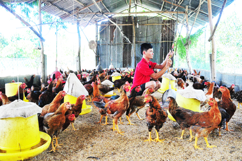 Cam Lâm: Người dân chưa tự giác tiêm phòng cho gia cầm