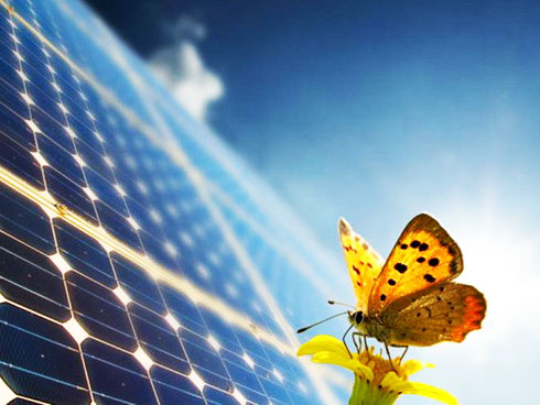 Đột phá công nghệ lọc ánh sáng lấy cảm hứng từ những cánh bướm