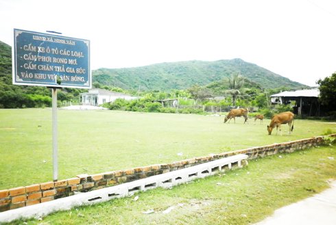 Cấm nhưng vẫn chăn thả gia súc