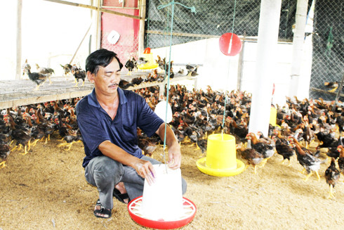 Cơ sở nuôi gà thịt Hùng Nguyện ở xã Cam Tân