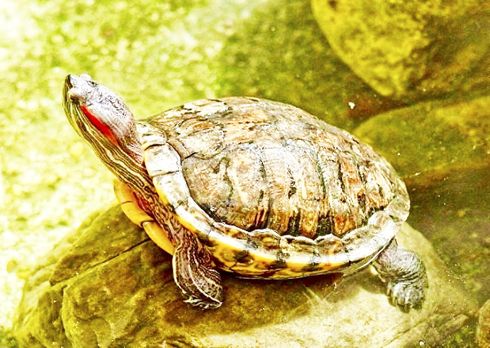 Tăng cường truyền thông về sinh vật ngoại lai