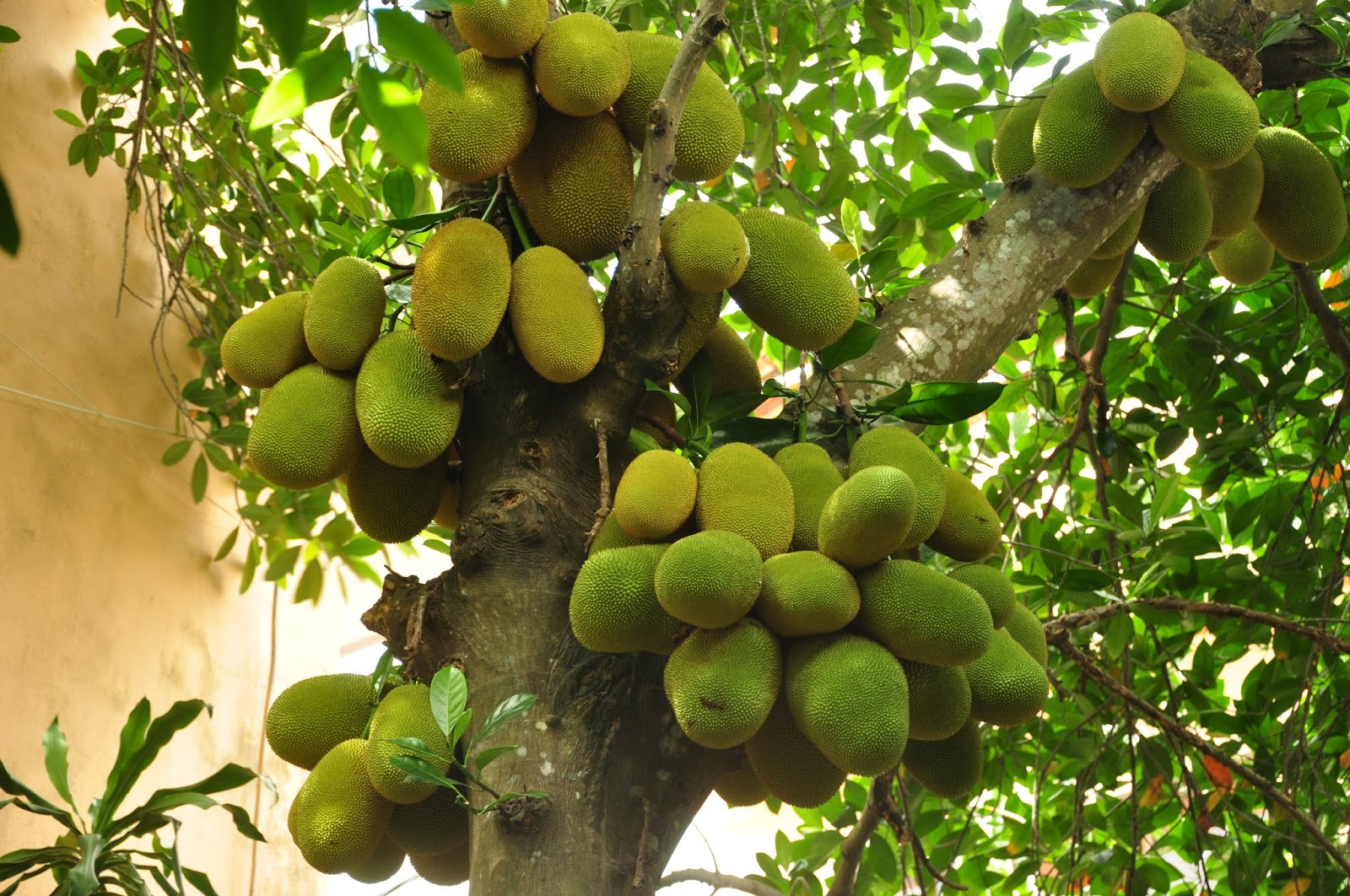 Mít vườn nhỏ múi thơm xa…