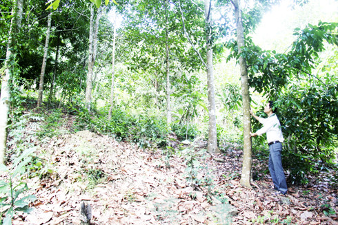 Một khu vực rừng trồng theo Chương trình 327 của người dân xã Diên Điền