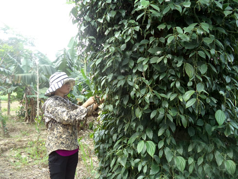 Hiệu quả bước đầu