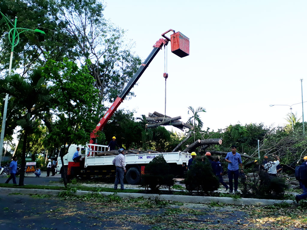 Cây xà cừ cao hàng chục mét bất ngờ đổ xuống đường