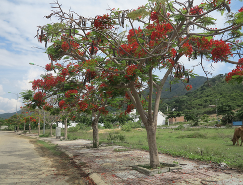 Rực sỡ sắc hoa mùa hạ