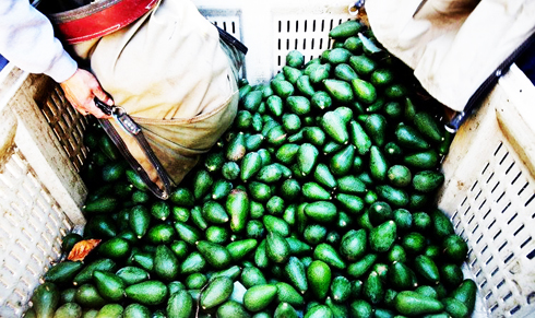 Mexico phát minh nhựa sinh học từ hạt quả bơ thân thiện môi trường