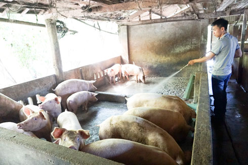 Tháo gỡ khó khăn cho ngành chăn nuôi heo