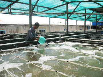 Shrimp breeder farms in Khanh Hoa Province total 174
