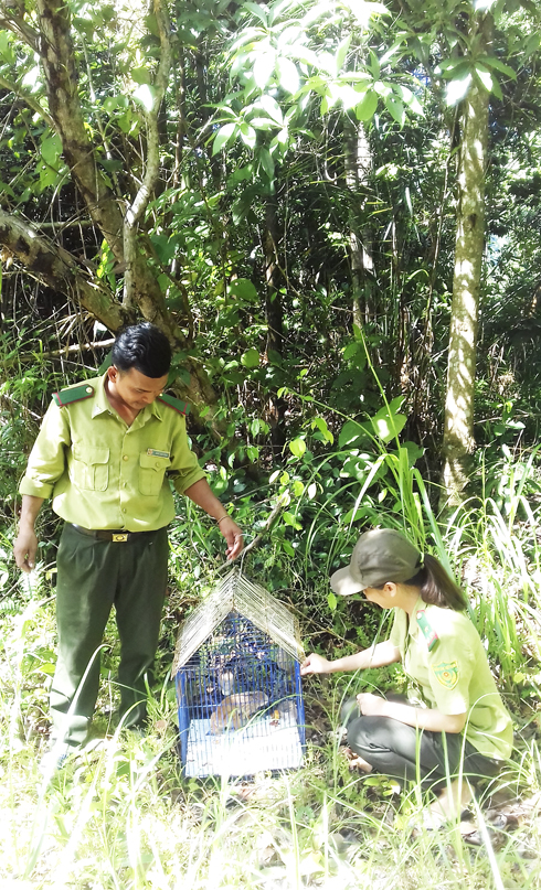 Thả cu li về Khu Bảo tồn thiên nhiên Hòn Bà