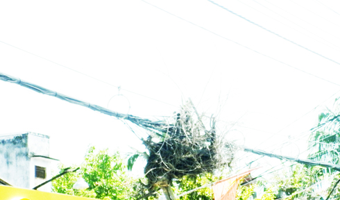 Gốc rễ cây treo trên cáp viễn thông