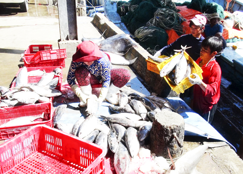 Sản lượng khai thác xa bờ đạt thấp