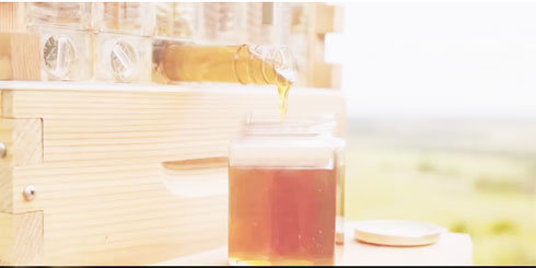 Tổ ong tự cho mật