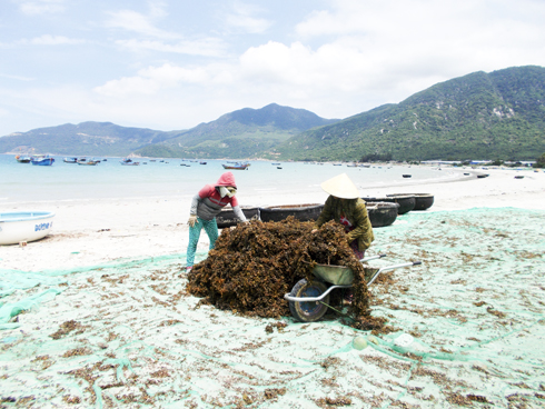 Khai thác rong mơ: Cần kết hợp với bảo vệ nguồn lợi