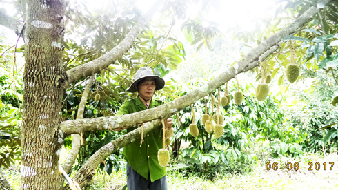 Hội viên cựu chiến binh huyện Khánh Sơn chăm sóc cây ăn quả
