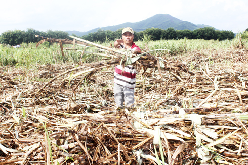 Chật vật tiêu thụ mía