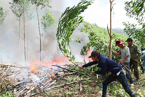 Các lực lượng tham gia chữa cháy rừng