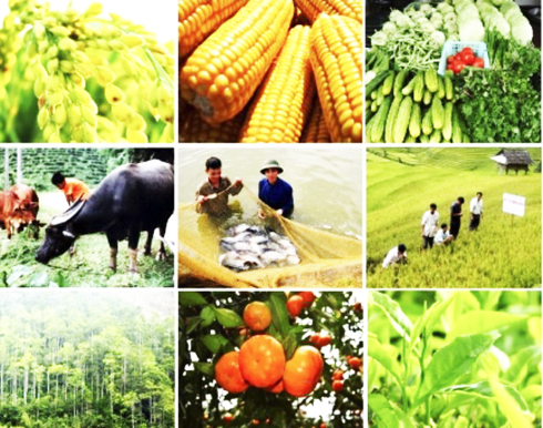 Tái cơ cấu ngành trồng trọt, chăn nuôi theo hướng hiện đại