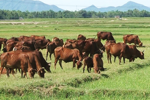 Tổng đàn trâu, bò hơn 82.000 con