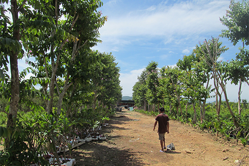 Vườn cây cảnh lớn tại Diên Xuân, Diên Khánh