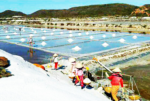 Sản lượng muối đạt hơn 9.500 tấn