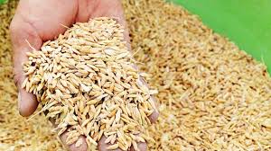 Hỗ trợ hơn 2,5 tấn lúa giống cho người dân xã Suối Cát