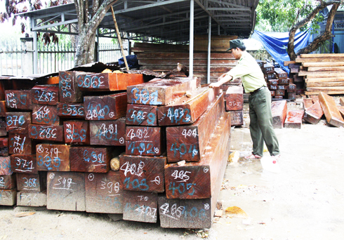Tăng cường quản lý, bảo vệ rừng
