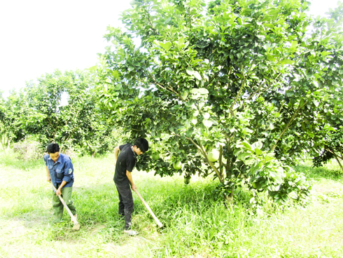 Tập trung vào cây trồng chủ lực